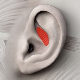 Ear Cartilage