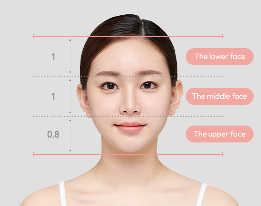 lower, middle, upper area 1 : 1 : 0.8